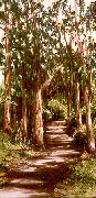 Eucalyptus Trail