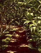 Kauai Garden Path