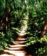 Palm-Fringed Path II