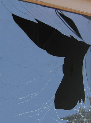 Photograph - Bird in Window