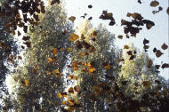 Photograph - Golden Poplars