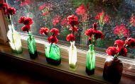Photograph - Red Carnations