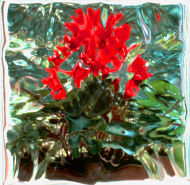 Photograph - Red Cyclamen