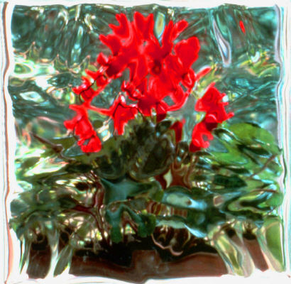 Photograph - Red Cyclamen