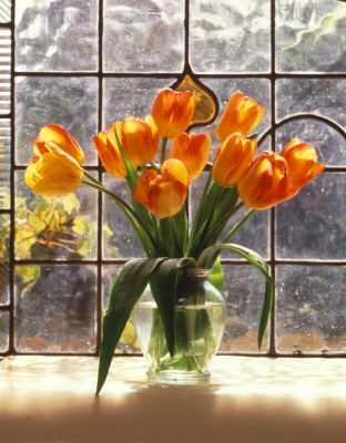 Photograph - Translucent Tulips